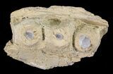 Mosasaur (Platecarpus) Jaw Section - Kansas #60667-1